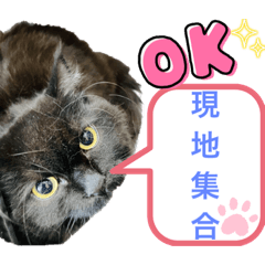 [LINEスタンプ] 黒猫 ルナ院長61にゃんめ