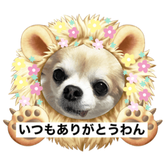 [LINEスタンプ] 愛犬！チロルスタンプ