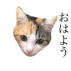 [LINEスタンプ] ねこさん4文字の日常