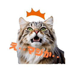 [LINEスタンプ] モフ猫スタンプ