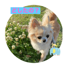 [LINEスタンプ] ししまるLOVE②