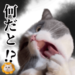 [LINEスタンプ] もふもふ猫スタンプ5 withネコランド家