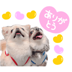 [LINEスタンプ] ソラカイと時々しま男の画像（メイン）
