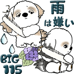 [LINEスタンプ] 【Big】シーズー犬 115『雨嫌い！』の画像（メイン）