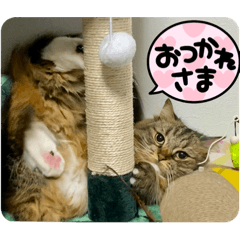 [LINEスタンプ] 短足マンチカンのクリスタちゃん♀13