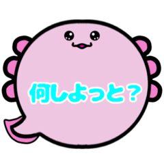 [LINEスタンプ] ウーパー君吹き出しスタンプ福岡弁博多弁02