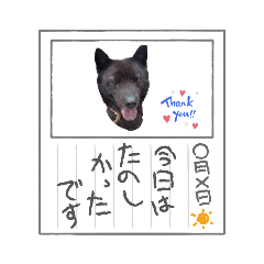 [LINEスタンプ] 犬のらんまる