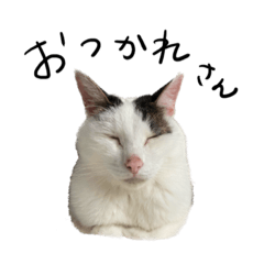 [LINEスタンプ] しろくろねこねこ