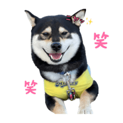 [LINEスタンプ] 黒柴ムサシくん