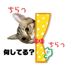 [LINEスタンプ] ねこねこ さばみそ 3