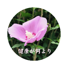 [LINEスタンプ] 四季の花2