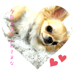 [LINEスタンプ] チワワの喜怒哀楽