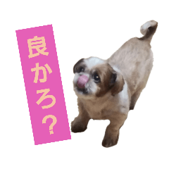 [LINEスタンプ] こっちゃん(8)