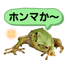 [LINEスタンプ] 野生のカエル13(生息地は関西！？)