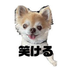 [LINEスタンプ] ちわわのちょこたろ
