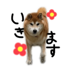 [LINEスタンプ] ころたん2023