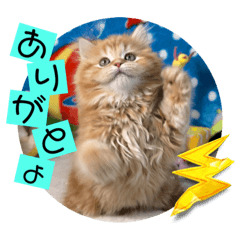 [LINEスタンプ] ねこまーち 青春ファイヤー