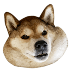 [LINEスタンプ] お利口犬 めい