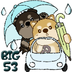 [LINEスタンプ] 【Big】柴犬・ちゃちゃ丸たち 53『雨嫌い』の画像（メイン）