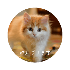 [LINEスタンプ] きぬ #2