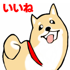 [LINEスタンプ] かわいい柴犬の年中使えるスタンプ2修正版