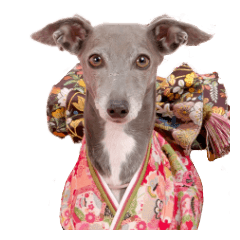 [LINEスタンプ] イタグレ瑠璃の日常茶飯事スタンプ