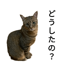 [LINEスタンプ] のんびり美ネコのいる生活