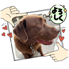 [LINEスタンプ] チョコラブのトキ