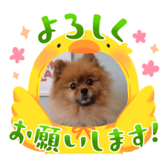 [LINEスタンプ] ポメラニアンfamily U・x・U