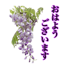 [LINEスタンプ] 町の藤の花