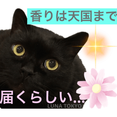 [LINEスタンプ] 黒猫 ルナ院長65にゃんめ