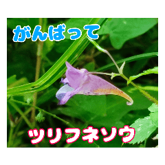 [LINEスタンプ] 牧野公園の山野草Wild flowers ＆ Greetings