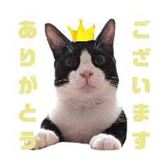 [LINEスタンプ] ハチワレぼくちん。【日常でつかえる3】