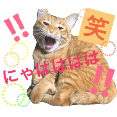 [LINEスタンプ] ねこのきぶん♡♡