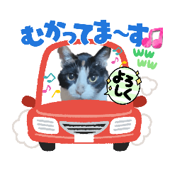[LINEスタンプ] AmamiMana(あまーみー)LINEスタンプ