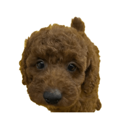[LINEスタンプ] あかふくちゃん
