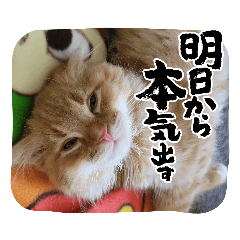 [LINEスタンプ] 吾輩はねこくん！③