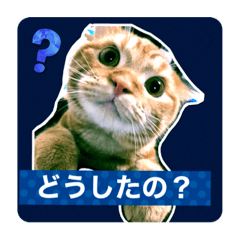 [LINEスタンプ] レイ君 伝わりまくる ひと言スタンプ。