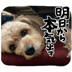 [LINEスタンプ] くるんちゃん5
