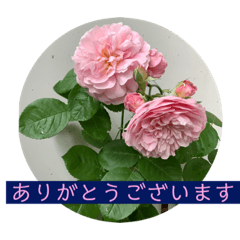 [LINEスタンプ] 咲いてくれてありがとう