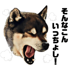 [LINEスタンプ] ペレペレスタンプ