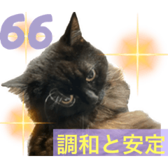 [LINEスタンプ] 黒猫 ルナ院長66にゃんめ