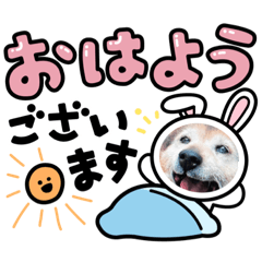 [LINEスタンプ] うこちゃんのまいにちの画像（メイン）