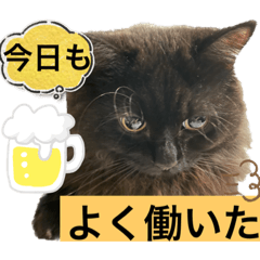 [LINEスタンプ] 黒猫 ルナ院長67にゃんめ