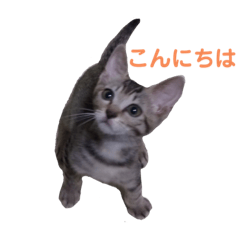 [LINEスタンプ] 保護猫3にゃんず