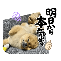 [LINEスタンプ] ポメのうぶちんの画像（メイン）