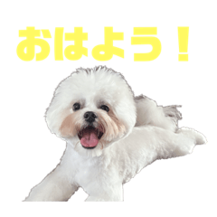 [LINEスタンプ] きゅうたたち