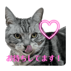 [LINEスタンプ] ねこ(=^ェ^=)