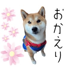 [LINEスタンプ] 北原家のワンコ