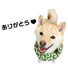 [LINEスタンプ] 豆柴おもち③